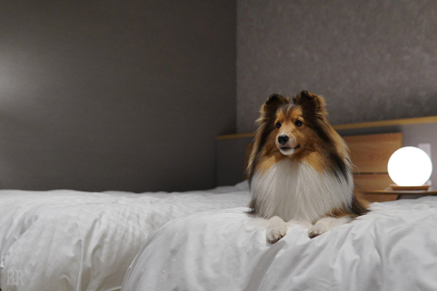 「SANTO RiverGate Villa & Spa」は愛犬とベッドで添い寝可能