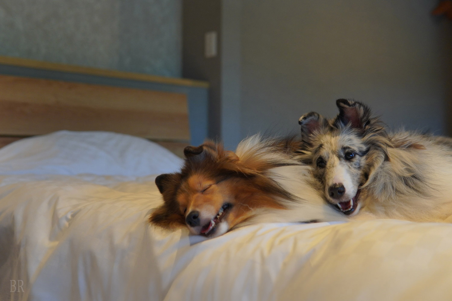 「SANTO RiverGate Villa & Spa」の愛犬と過ごすお部屋のイメージ