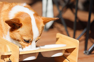 「SANTO RiverGate Villa & Spa」の充実のドッグサービス