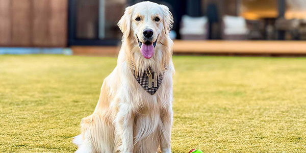 「SANTO RiverGate Villa & Spa」愛犬と宿泊