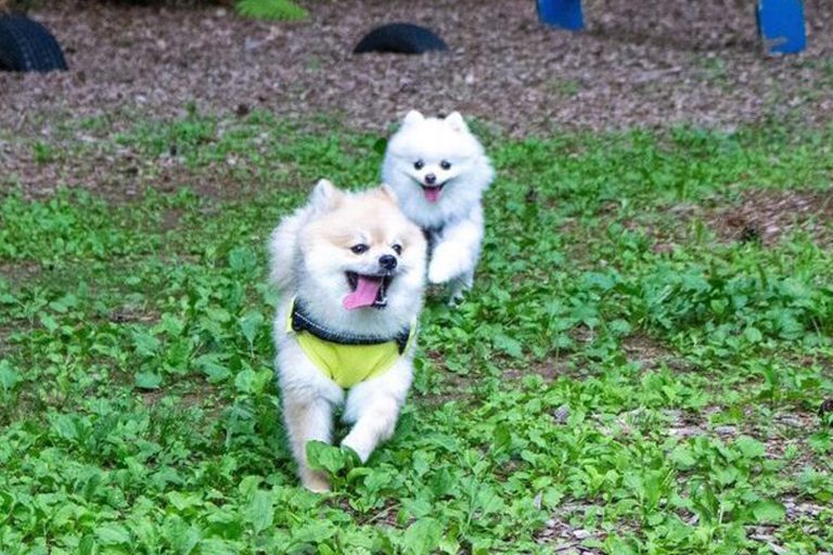 富士すばるランド【愛犬可能】